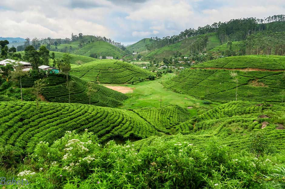 Tee Sri Lanka Tee Sri Lanka