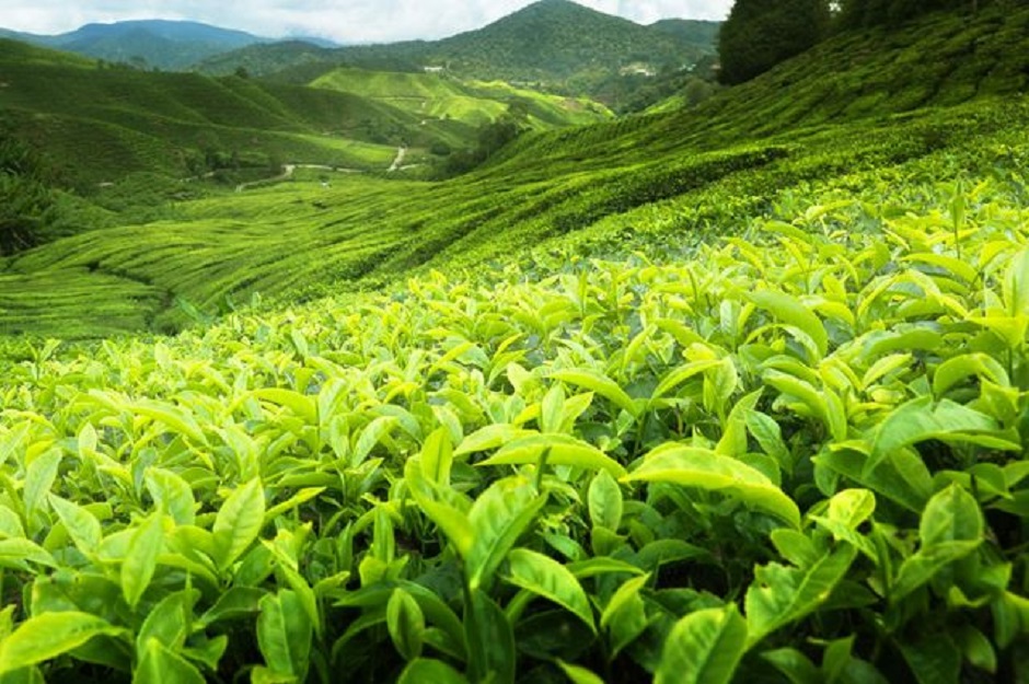 sri lanka